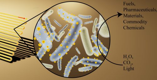 An illustration of a bio-bag (left) filled with bacteria decorated with light-absorbing nanocrystals made of cadmium sulfide (center) that convert light, water, and carbon dioxide into useful chemicals (right) [Courtesy: Kelsey K. Sakimoto]