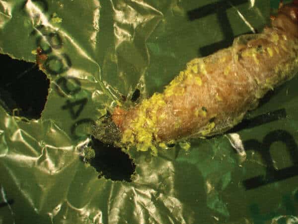 Dong caterpillars, like the one in the picture, are able to gnaw and break down plastic. Image: Federica Bertocchini, Paolo Bombelli, and Chris Howe.