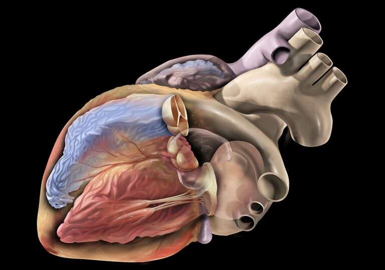 תאי גזע יוכלו לשקם רקמת צלקת או למנוע את היווצרותה לאחר התקף לב ולטפל באי ספיקת לב. איור: Patrick J. Lynch, medical illustrator; C. Carl Jaffe, MD, cardiologist.