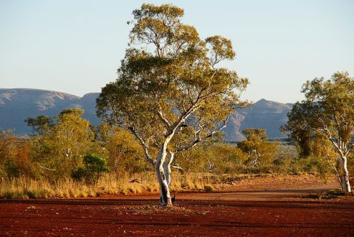 נוף בפִּילְבָּרָה שבמערב אוסטרליה. צילום: Stefan Jürgensen.