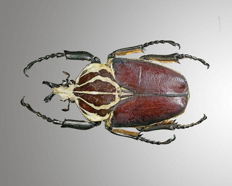 Goliath beetle. Source: Didier Descouens / Wikimedia.