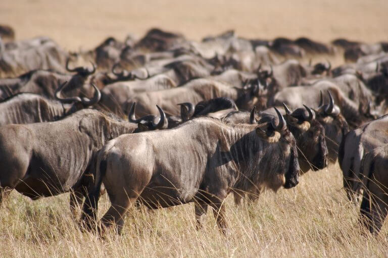 A herd of wildebeest. The model can be applied to many areas - from hoes and shoals of fish to antibiotic resistance, which increases as the diversity of bacteria increases. Photo: Adam Brin.