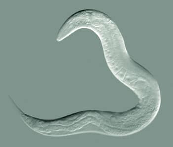 ملاحو الطبيعة: المهارات المذهلة التي يتمتع بها الجهاز العصبي في إيجاد طريقنا. ومن أجل البقاء، يجب أن تتمتع كل الأنواع البيولوجية بالقدرة على الارتباط بالبيئة المحيطة بها وحساب موقعها وأين وصلت، حتى لو كان ذلك بحساب تقريبي. كان وأين كان وأين يذهب. السعفة البسيطة، Caenorhabditis elegans، التي تحتوي على إجمالي 302 خلية عصبية، تتنقل بشكل حصري تقريبًا استجابةً لإشارات الرائحة، وتتحرك على طول مسار تمليه الزيادة أو النقصان في تركيز بعض الرائحة. في المراحل اللاحقة من التطور التطوري، طورت العديد من الأنواع أنظمة "تكامل المسار" التي تسمح لها بأداء هذه المهمة دون الحاجة إلى تحديد موقعها الحالي بمساعدة المعالم الخارجية. لقد تطور حل أكثر تعقيدًا باستخدام الخرائط الذهنية الداخلية لدى الثدييات. المصدر: بوب جولدشتاين، UNC تشابل هيل.