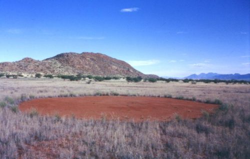 A fairy circle in Namibia, 2000. Source: Thorsten Becker, Wikimedia.