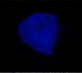 פעילות אנזימים בתא: האנזימים באדום, התוצר הסופי – בכחול (ראו סרטון בהמשך). מקור: מגזין מכון ויצמן.