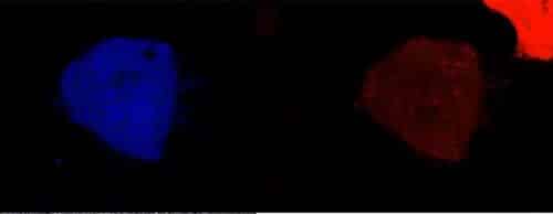 Enzyme activity in the cell: the enzymes in red, the final product - in blue (see video below). Source: Weizmann Institute magazine.