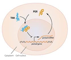 חלבון ה-PER, האחראי לעיכוב הגן המקודד לו, מצליח לחדור לגרעין התא רק כאשר הוא מחובר לחלבון השני, חלבון TIM. 