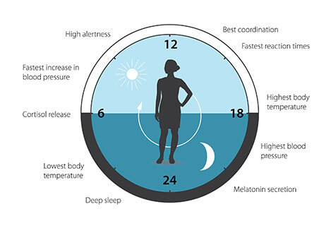 איור 3: השעון הביולוגי שלנו מסייע בוויסות דפוסי שינה, התנהגות ותזונה, שחרור הורמונים, לחץ דם וטמפרטורת הגוף. 