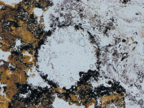חיים על הסלעים: סלעים כתומים באזור פִּילְבָּרָה באוסטרליה קרויים גייזריט ומורכבים ממינרלים שניתזו מגייזרים במעיינות חמים (1). בחתך מיקרוסקופי אפשר לראות בסלעים פסים כהים אופייניים העשירים בטיטניום, ופסים בהירים המורכבים בעיקר מאשלגן (רוחב של כסנטימטר) (2). בועות זעירות שהשתמרו בגייזריט זה בן 3.5 מיליארדי שנים נוצרו בביופילמים דביקים, התוצרים של יצורים ביולוגיים (3). (באדיבות מרטין ג' ון קרננדונק)