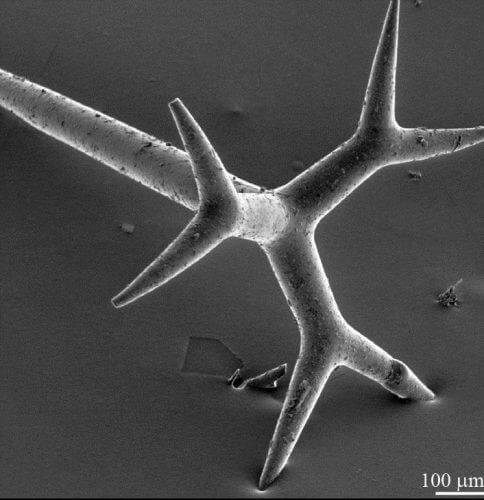 The branched structures of the glass needle of the sea sponge. Courtesy of the Technion spokesperson.