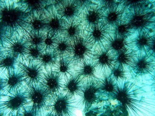 A carpet of black hedgehogs. Photo: Dr. Omri Bronstein.
