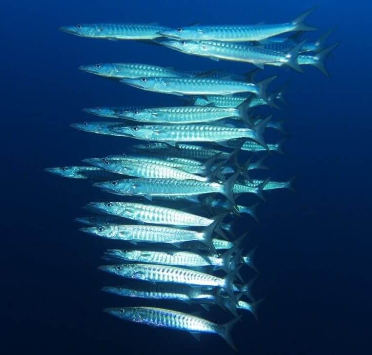 Barracuda fish. Photo: Alexander Vasenin, Wikimedia.