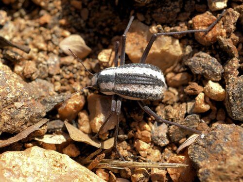 The NBD company was founded on the inspiration of the Namibian beetle that is able to extract water from morning mists weighing about 12% of its body weight. Photo: Hans Hillewaert, Wikimedia.