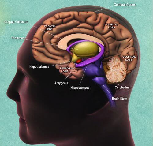 חתך צידי של המוח האנושי, עם ציון של מיקום ההיפוקמפוס. תרשים: National Institute on Aging, National Institutes of Health