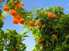 עץ תפוזים. השמן האתרי בקליפות התפוזים מתאים מאוד לחיסול זחלי יתושים. צילום: Ronnie Macdonald.