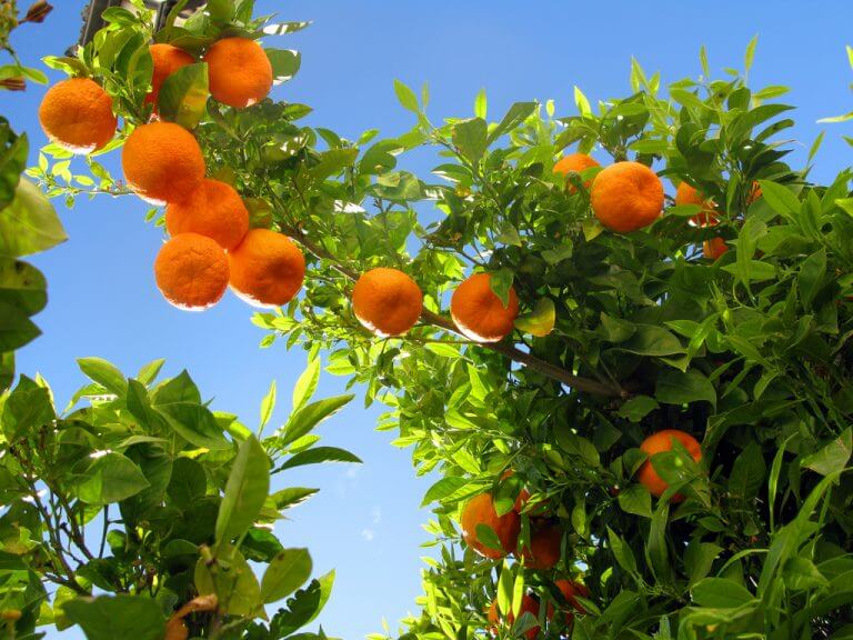 עץ תפוזים. השמן האתרי בקליפות התפוזים מתאים מאוד לחיסול זחלי יתושים. צילום: Ronnie Macdonald.
