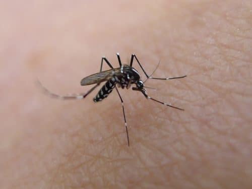 יתוש. החיה המסוכנת ביותר לאדם. צילום: John Tann.