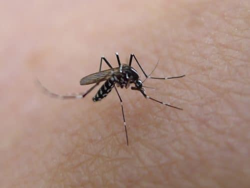 mosquito. The most dangerous animal to man. Photography: John Tann.