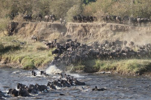 עדר גנו חוצה את נהר המארה. צילום: Richard Toller.