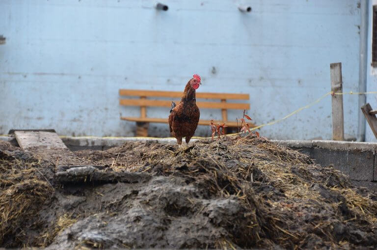 A rooster stands on organic waste. Illustration: Herzi Pinki, Wikimedia.