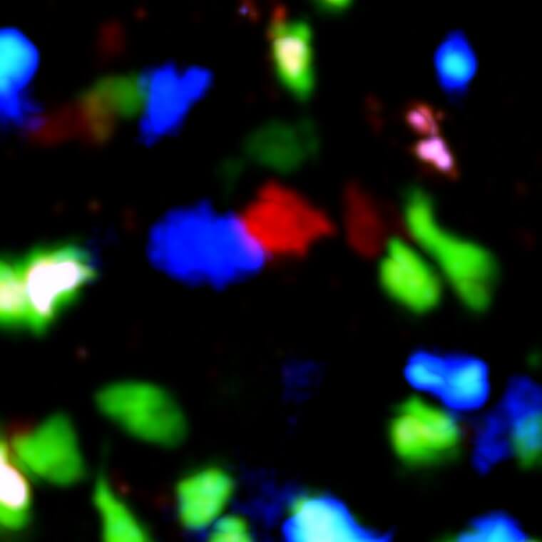 תא T (באדום) בוחר בתא B (בכחול) ל"מחנה האימונים". בירוק – תאי B חסרי ICAMs. צולם באמצעות מיקרוסקופ סריקת לייזר דו-פוטוני. מקור: מגזין מכון ויצמן.