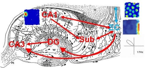מכלול ההיפוקמפוס ותרשימי פעילות של סוגי תאים אופייניים באיזור זה. באדיבות הטכניון.