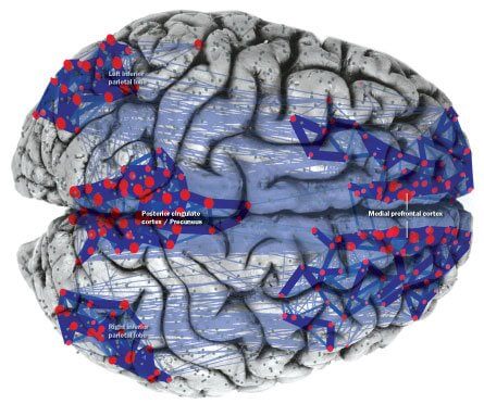 الشبكة الثنائية الصبغية في القشرة الدماغية - الشبكة المسؤولة، من بين أمور أخرى، عن التفكير (القمم الحمراء)