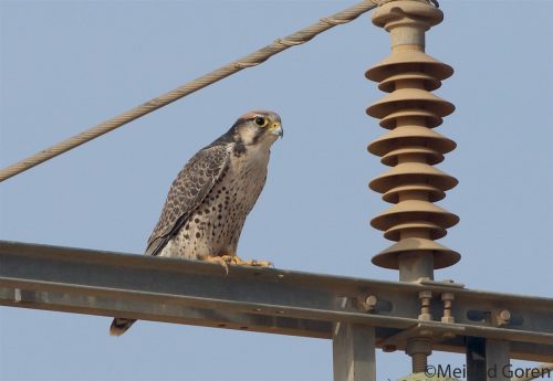 Peregrine falcon, among the critically endangered birds. Photo: Midad Goren, Society for the Protection of Nature.