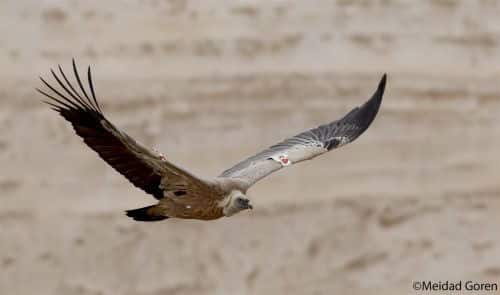 النسر، من الطيور المهددة بالانقراض. الصورة: ميداد غورين، جمعية حماية الطبيعة.