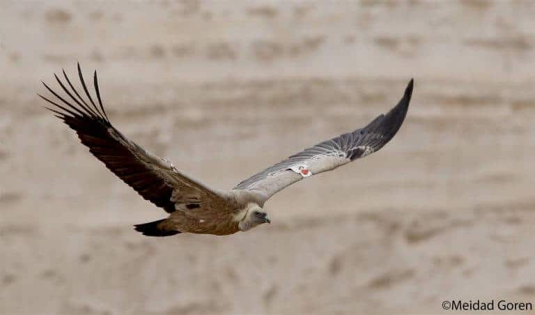 Eagle, among the critically endangered birds. Photo: Midad Goren, Society for the Protection of Nature.