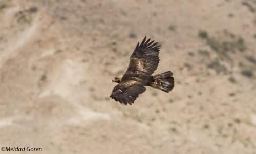 Golden eagle, among the critically endangered birds. Photo: Midad Goren, Society for the Protection of Nature.