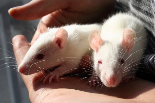 עכברי מעבדה. רוב מה שלמדנו על איבר זה מאז הולדת מדעי העצב לפני יותר מ-100 שנים מקורו בניסויים שנערכו בבעלי חיים, לעתים קרובות עכברים וחולדות. מדענים יכלו להצדיק גישה זו כי עכברים ובני אדם חולקים ארכיטקטורה משותפת של המוח, אבל אנשים ומכרסמים שונים באופן חשוב אחד: פני השטח של מוח העכבר חלקים, ואילו המוח האנושי מקופל בקפלים רבים. הבדלים אלו עשויים להסביר מדוע מוטציות גנטיות נפוצות הגורמות למחלות עצביות קשות בבני אדם כמעט אינן משפיעות כשמחדירים אותן לדנ"א של עכברים בניסיון לחקור את המנגנונים של מחלות אנושיות. צילום: Sarah Fleming / wikimedia.