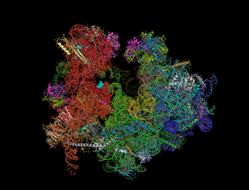 Ribosome imaging. Source: 2014, Wong et al, CC-BY 4.0 license.