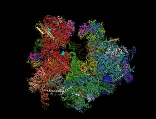 הדמייה של ריבוזום. מקור: 2014, Wong et al, CC-BY 4.0 license.