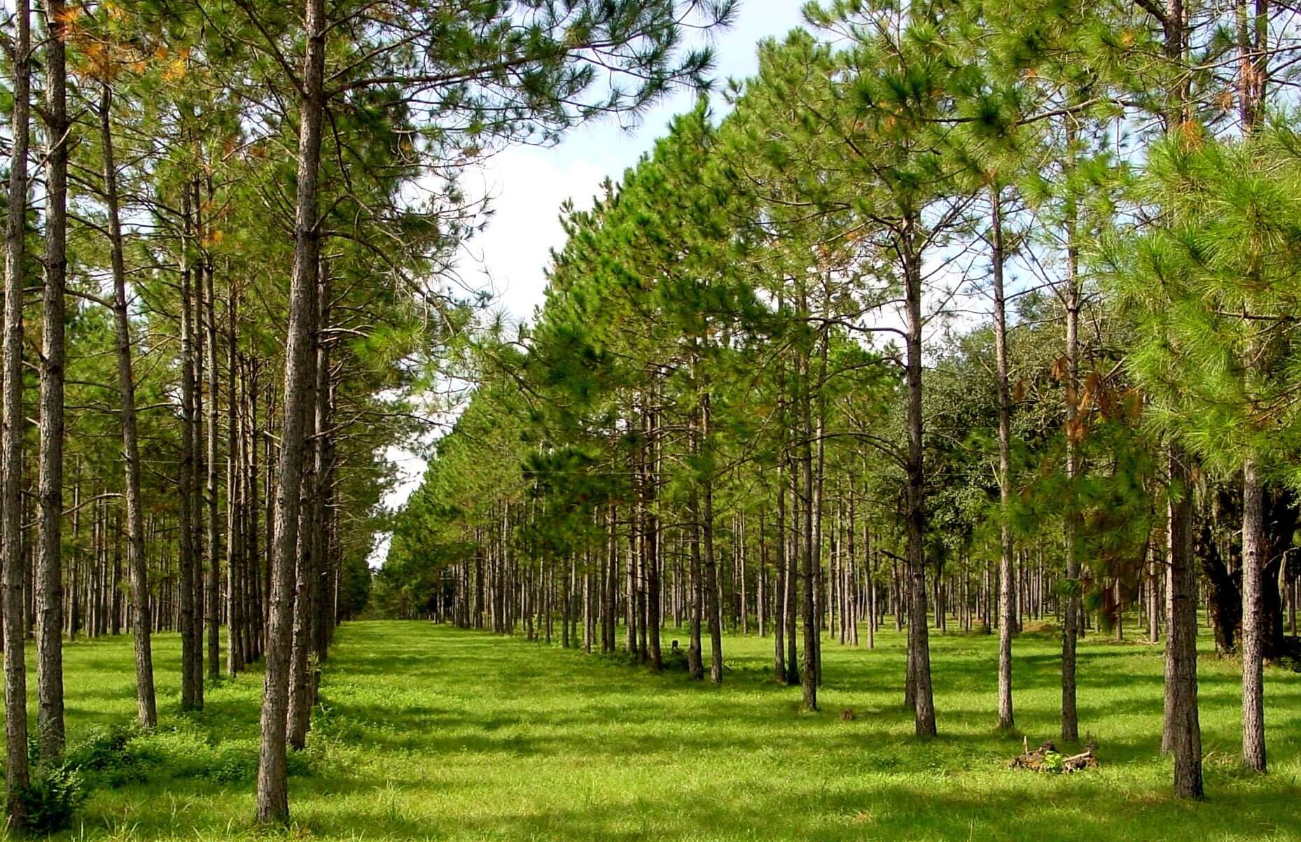 Forestry agriculture a method of agriculture that combines herbaceous