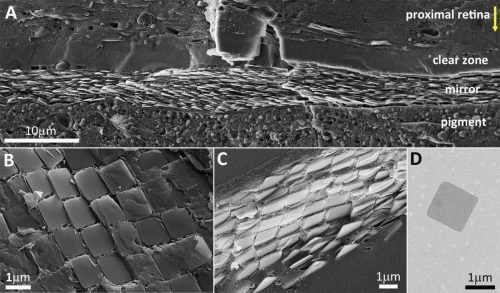 המראה שבעין הסקאלופ כפי שהיא נראית תחת מיקרוסקופ אלקטרונים. מצופה אריחים ריבועיים של גבישי גואנין. מקור: מתוך המחקר.