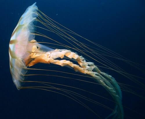 אילוסטרציה: K. Raskoff, Monterey Peninsula College, Arctic Exploration 2002, NOAA.