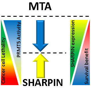 : שרפין (חץ צהוב) פוגע בפעילות הגן MTA (חץ כחול) הבולם את פעילות האנזים PRMT5. כתוצאה מכך עולה רמת הפעילות של PRMT5 ובעקבותיה גדלה יכולת ההישרדות של תאי מלנומה. על סמך רמת השרפין בתא (משולש ירוק מימין) אפשר לחזות את ההשפעה העתידית של מעכבי PRMT5 (משולש כחול משמאל) על המטופל. באדיבות הטכניון.