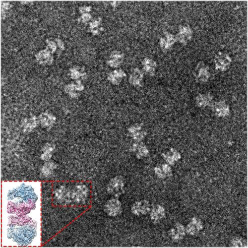 צמדי ריבוזומים השרויים במצב תרדמה בחיידקים גראם-שליליים. צולם באמצעות מיקרוסקופ אלקטרונים. מקור: מגזין מכון ויצמן.