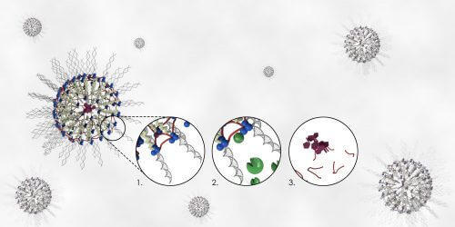 A nanocapsule of nucleic acids and peptides that releases the medicine inside in response to defined enzymes. (1) in the first step the peptide undergoes cross-linking on the surface of the nanoparticle; (2) In the next step, a defined enzyme recognizes the peptide cross-linking group, (3) and in the last step, the enzyme's release leads to the release of the drug or the nucleic acids that were locked inside the capsule. Courtesy: Joseph Luciani/UConn.