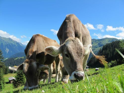 ينفي التقرير الجديد الادعاء بأن التحول إلى تربية الماشية في المراعي سيسمح بتخفيض كمية الغازات الدفيئة المنبعثة في الغلاف الجوي.الرسم التوضيحي: pixabay.com.