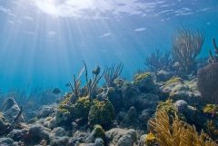 מרבית סוגי האלמוגים יכולים להתקיים רק בעומקים שאליהם חודרת קרינת השמש. צילום: National Park Service.