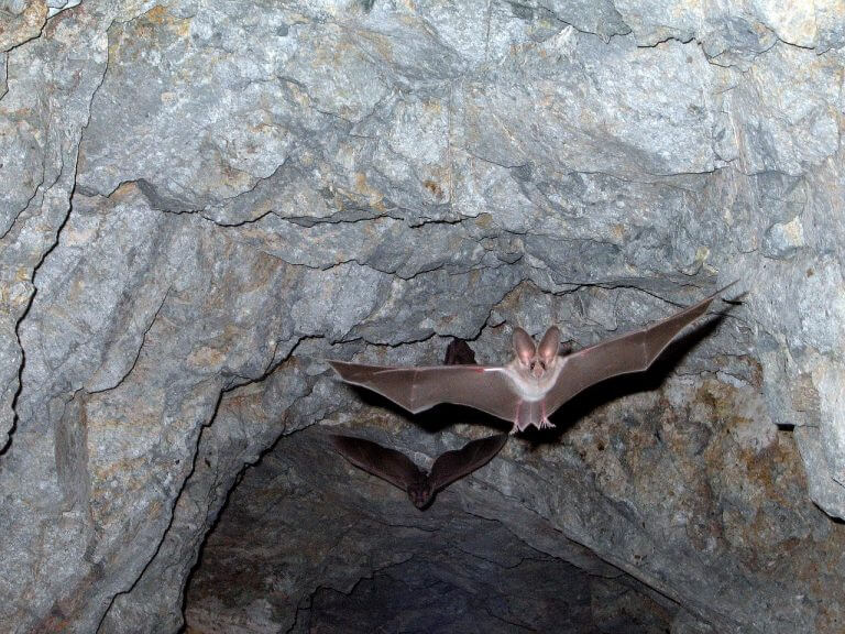 "מחלת חוקרי המערות" זכתה לשמה האקזוטי מכיוון שהפטרייה הגורמת לה נמצאת בצואת עטלפים וציפורים אחרות, וחוקרי מערות נמצאים בסיכון גבוה לחלות בה. אילוסטרציה: pixabay.