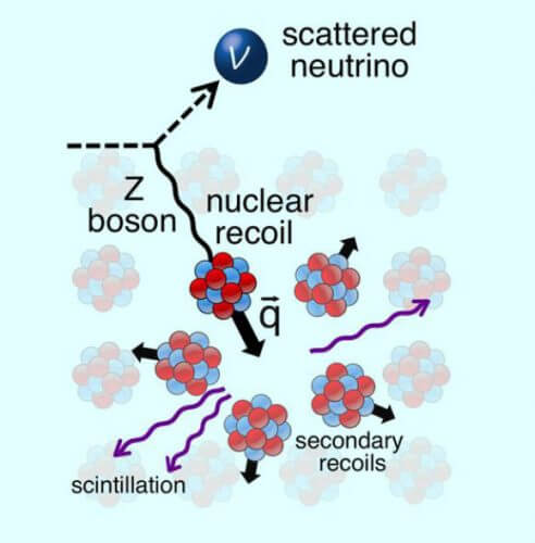 Schematic of the process occurring in the atomic nucleus responsible for the emission of the neutrino particle.