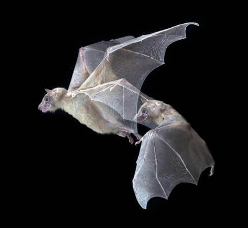 "בדומה לבני אדם, היכולת של עטלפים למקם אחרים במרחב מהותית עבורם". צילום: ברוק פנטון.