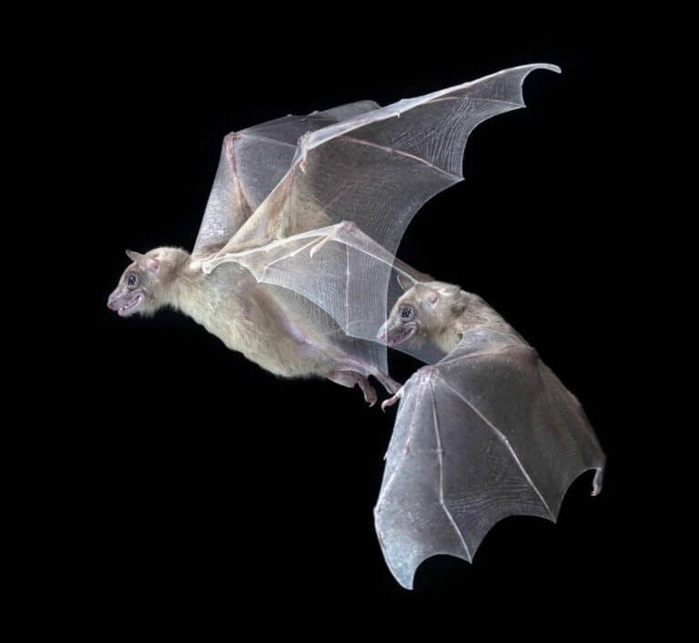 "Similar to humans, the ability of bats to place others in space is essential for them." Photo: Brooke Fenton.