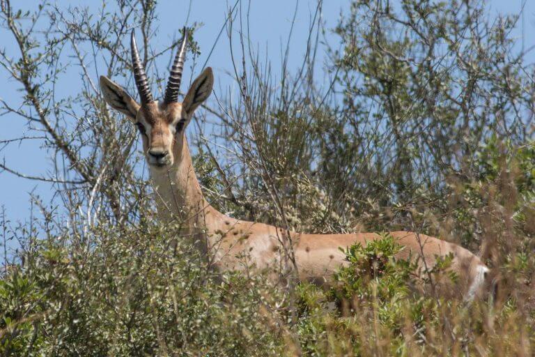 An Israeli gazelle (Gazella gazella gazella) in the Lachish region. Source: Minozig, Wikimedia Commons.