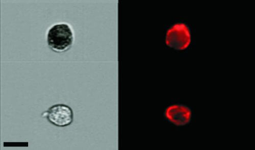תאים מזדקנים (למעלה) ותאים רגילים (למטה) מהרירית הפנימית של ריאת עכבר, צבועים בצבעים המבליטים את סממני ההזדקנות (משמאל) או את מאפייני הרירית (ימין). צולם בעזרת טכנולוגיית ImageStreamX. מקור: מגזין מכון ויצמן.