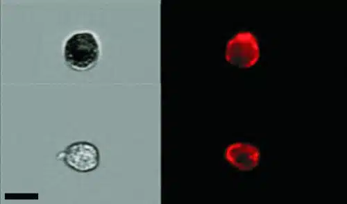 תאים מזדקנים (למעלה) ותאים רגילים (למטה) מהרירית הפנימית של ריאת עכבר, צבועים בצבעים המבליטים את סממני ההזדקנות (משמאל) או את מאפייני הרירית (ימין). צולם בעזרת טכנולוגיית ImageStreamX. מקור: מגזין מכון ויצמן.