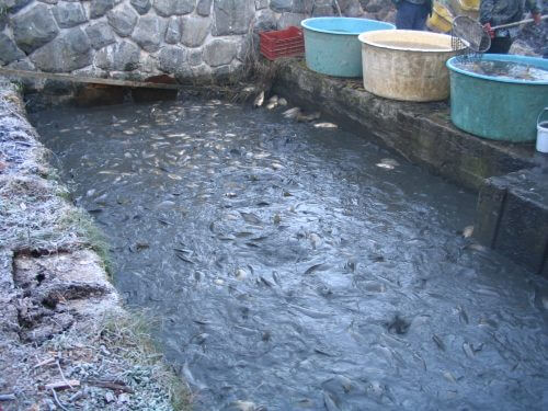 בריכה לגידול דגים. מקור: JiKu / Wikimedia.